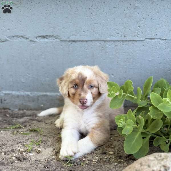 Alexus, Borderdoodle Puppy