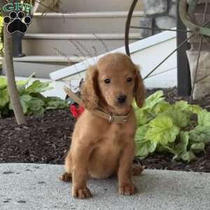 Maggie, Mini Goldendoodle Puppy