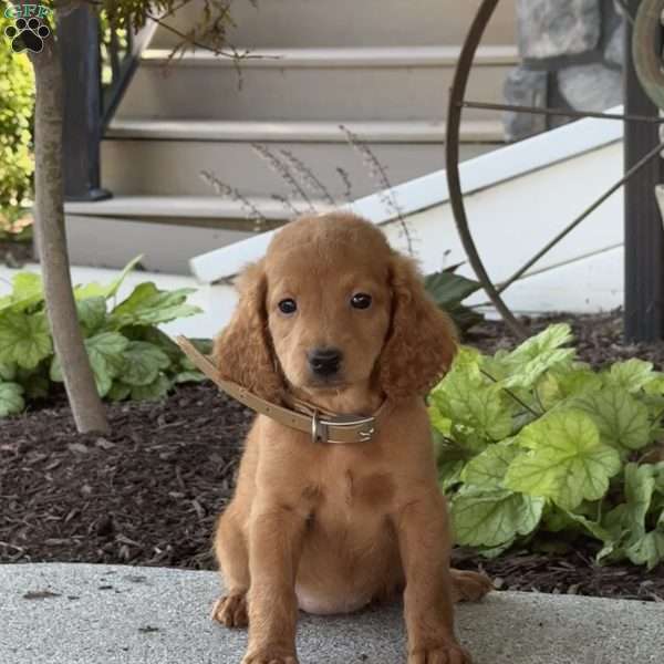 Maggie, Mini Goldendoodle Puppy