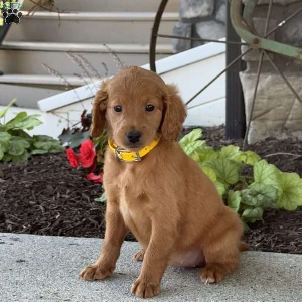 Meadow, Mini Goldendoodle Puppy