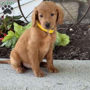 Meadow, Mini Goldendoodle Puppy
