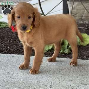 Meadow, Mini Goldendoodle Puppy