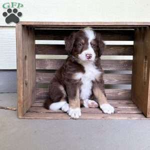Chevrolet, Borderdoodle Puppy