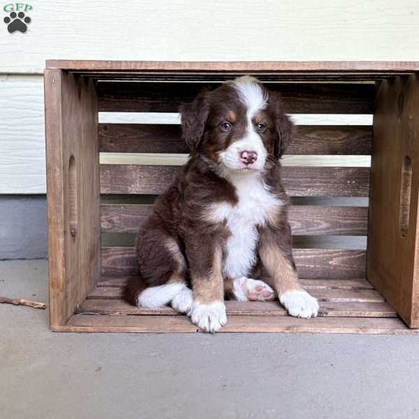 Chevrolet, Borderdoodle Puppy