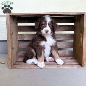 Chevrolet, Borderdoodle Puppy