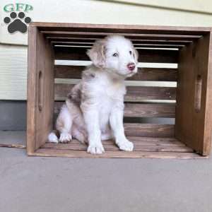 Pontiac, Borderdoodle Puppy