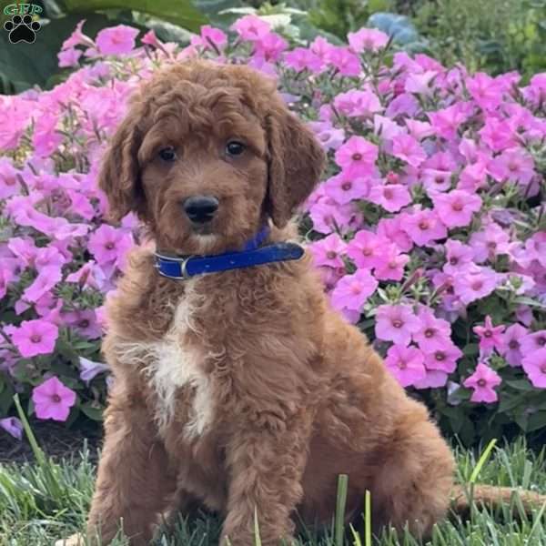 Johnny, Goldendoodle Puppy