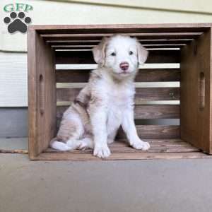 Pontiac, Borderdoodle Puppy