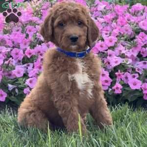 Johnny, Goldendoodle Puppy