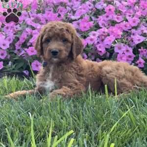 Johnny, Goldendoodle Puppy