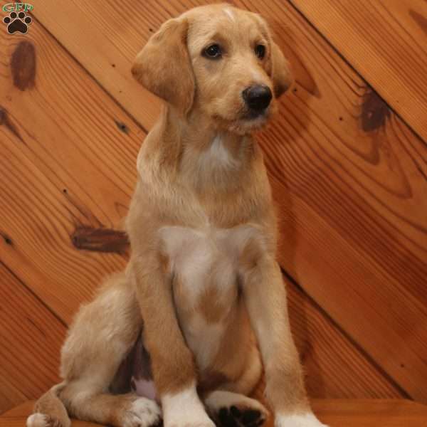 Marco, Labradoodle Puppy