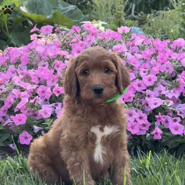 Jasper, Goldendoodle Puppy