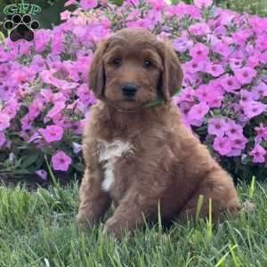 Jasper, Goldendoodle Puppy