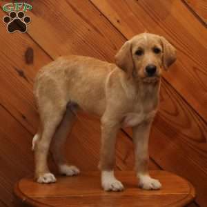 Marco, Labradoodle Puppy