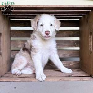 Pontiac, Borderdoodle Puppy