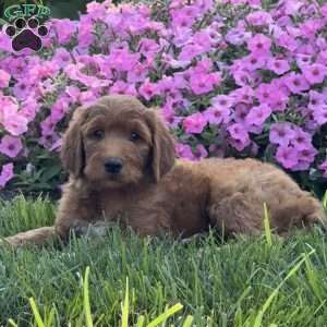 Jasper, Goldendoodle Puppy
