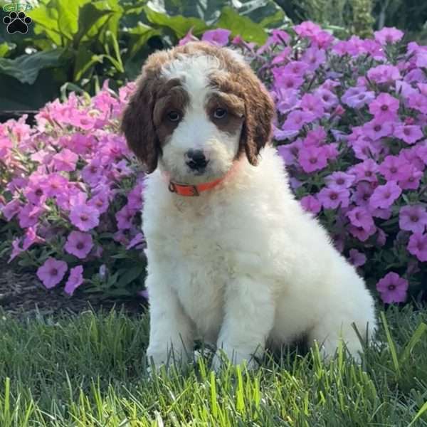 Jack, Goldendoodle Puppy