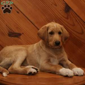 Marco, Labradoodle Puppy