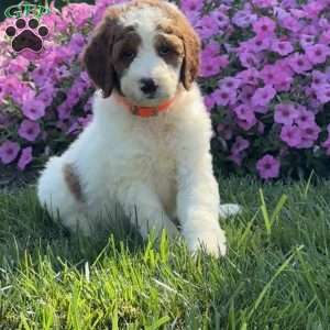 Jack, Goldendoodle Puppy