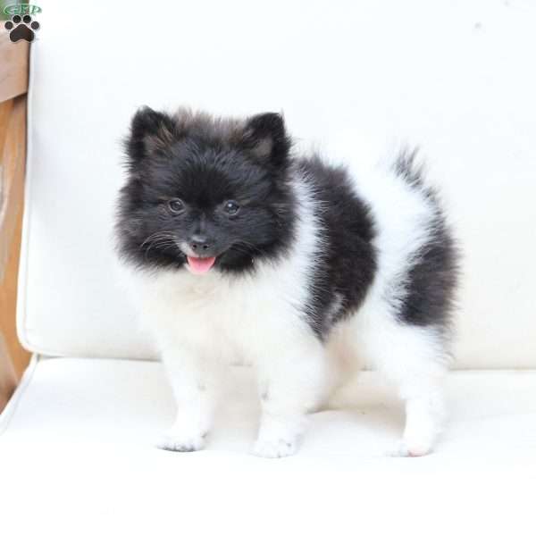 Callie, Pomeranian Puppy