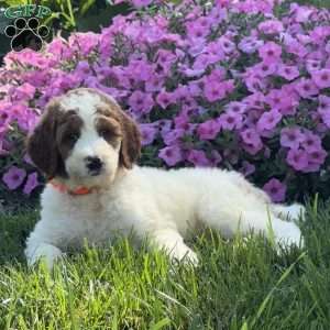 Jack, Goldendoodle Puppy