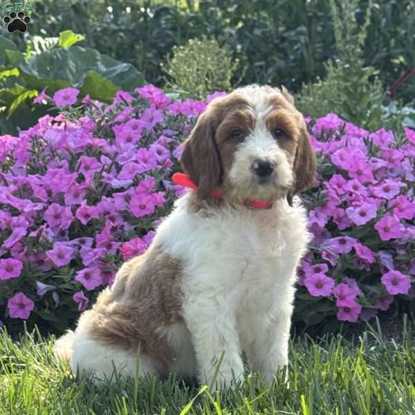 Jade, Goldendoodle Puppy