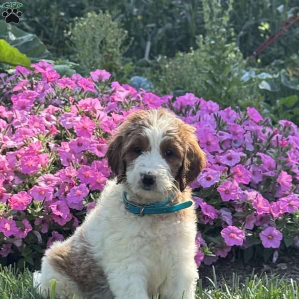 Joanna, Goldendoodle Puppy