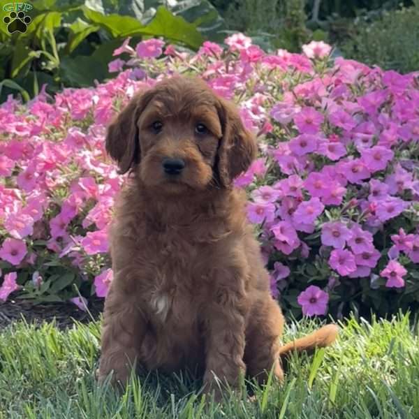 Junior, Goldendoodle Puppy