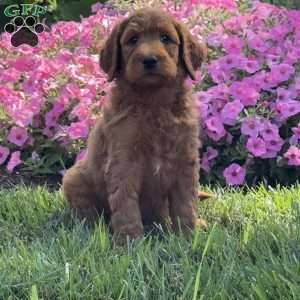 Junior, Goldendoodle Puppy