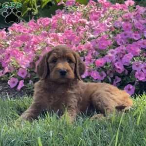 Junior, Goldendoodle Puppy