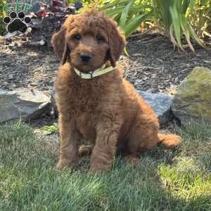 Jax, Goldendoodle Puppy