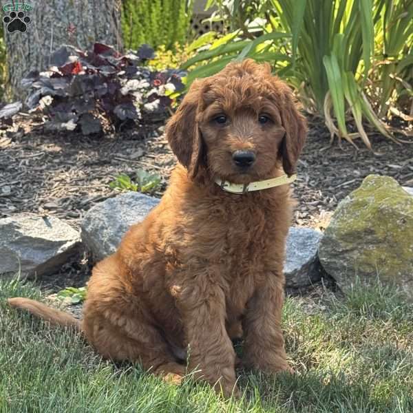 Jax, Goldendoodle Puppy