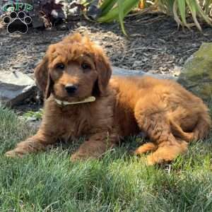 Jax, Goldendoodle Puppy