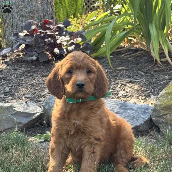 Josie, Goldendoodle Puppy