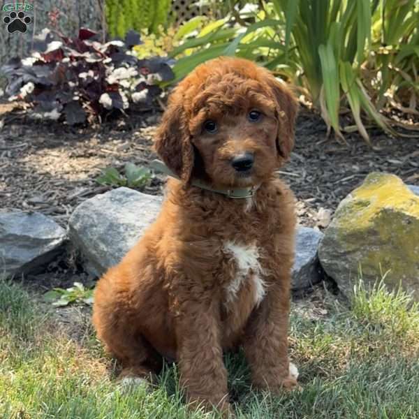 Joy, Goldendoodle Puppy