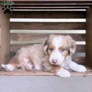 Buick, Borderdoodle Puppy