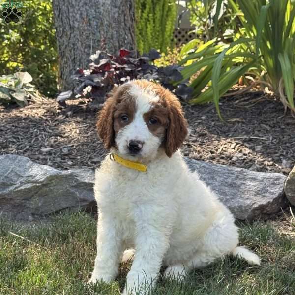 Julia, Goldendoodle Puppy