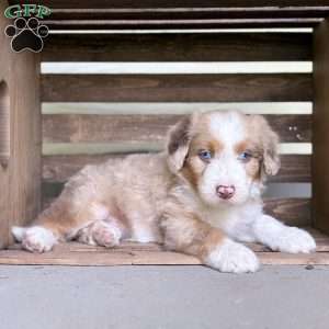 Buick, Borderdoodle Puppy