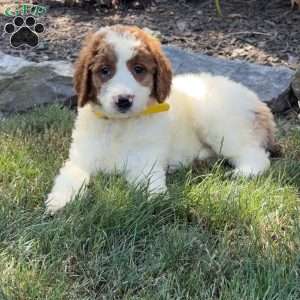 Julia, Goldendoodle Puppy