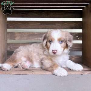 Buick, Borderdoodle Puppy