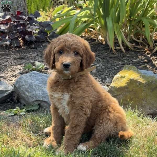 Jenny, Goldendoodle Puppy