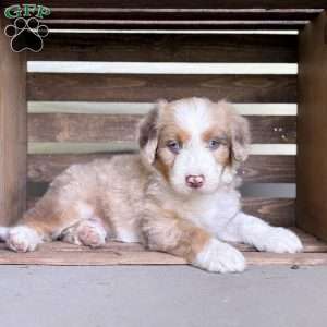 Buick, Borderdoodle Puppy