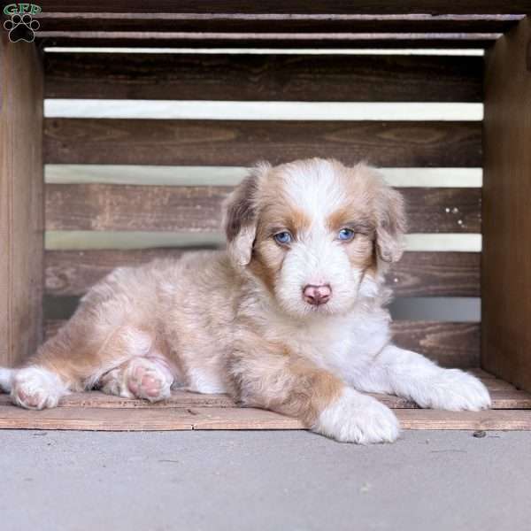 Buick, Borderdoodle Puppy