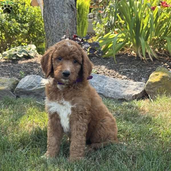 Justin, Goldendoodle Puppy