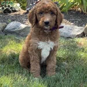 Justin, Goldendoodle Puppy