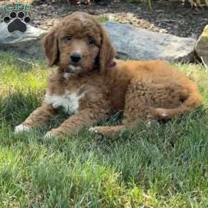Justin, Goldendoodle Puppy