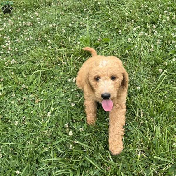 Lightning-F1B, Goldendoodle Puppy