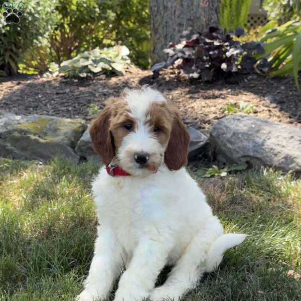 Jessica, Goldendoodle Puppy