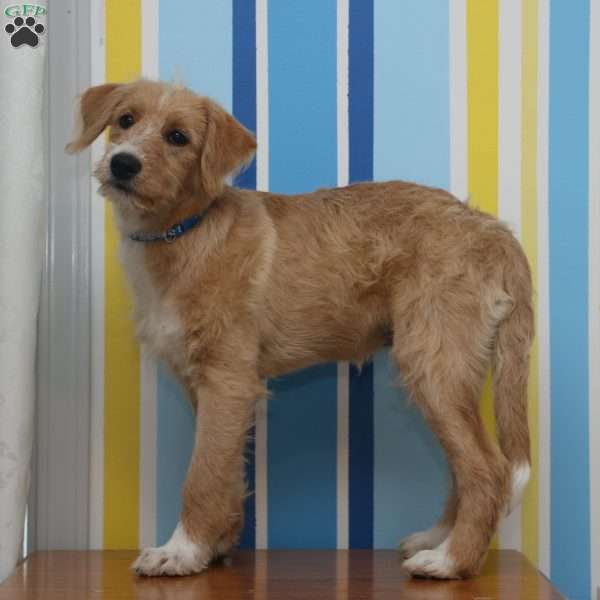 Jasmine, Labradoodle Puppy