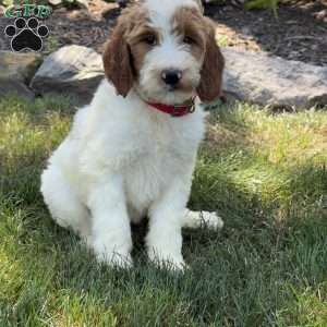 Jessica, Goldendoodle Puppy